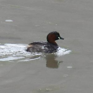 Little Grebe