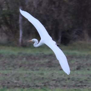 Great Egret