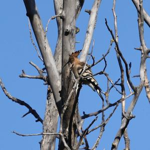 Eurasian Hoopoe