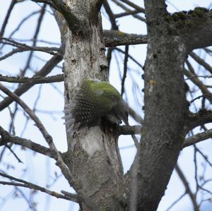 Grey-faced Woodpecker