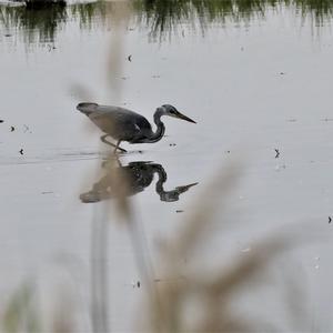 Grey Heron