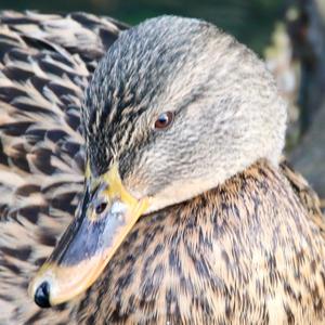 Mallard