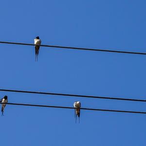 Barn Swallow