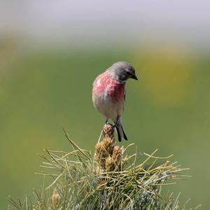 Eurasian Linnet