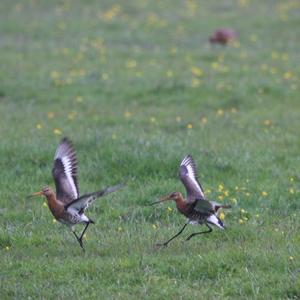 Black-tailed Godwit