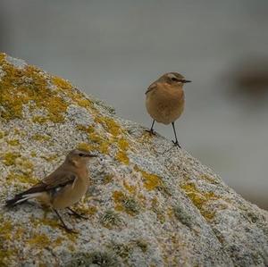 Northern Wheatear