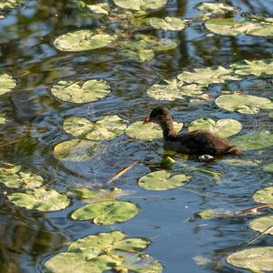 Common Moorhen