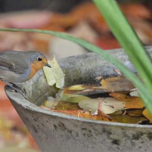 European Robin