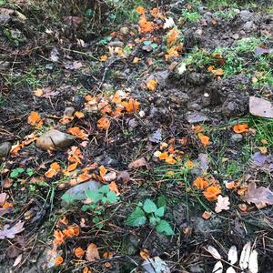 Cinnabar-red Polypore