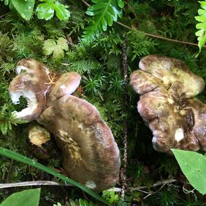 Sheep Polypore