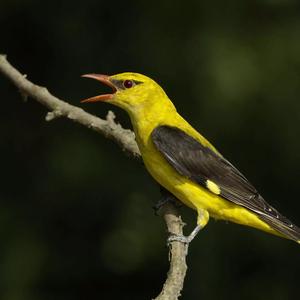 Eurasian Golden Oriole