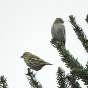 European Greenfinch