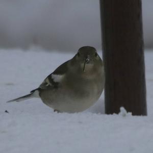 Eurasian Chaffinch