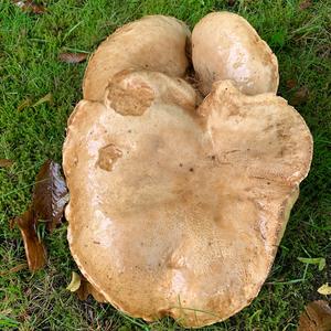 Summer Bolete