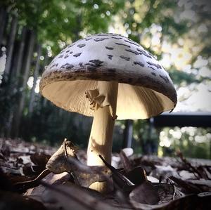 Death Cap