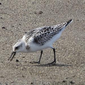 Little Stint