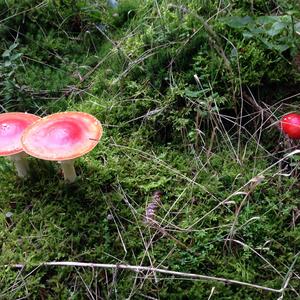 Fly Agaric