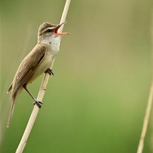 Great Reed-warbler