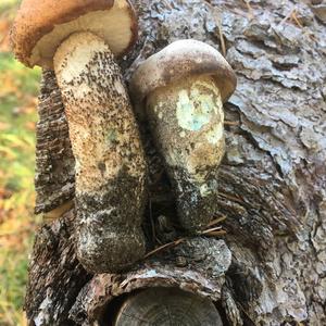 Orange Birch Bolete