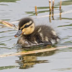 Red-crested Pochard