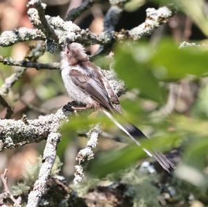 Long-tailed Tit