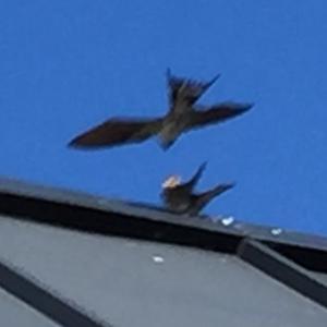 Northern House-martin