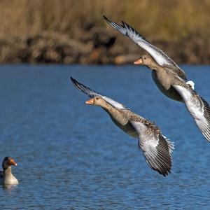 Greylag Goose