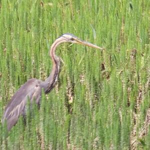 Purple Heron