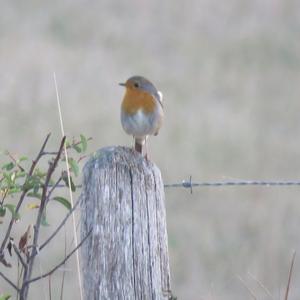 European Robin