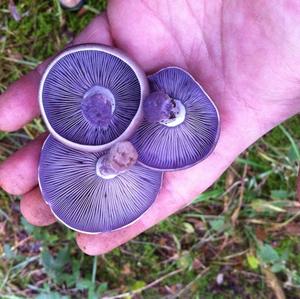 Wood Blewit