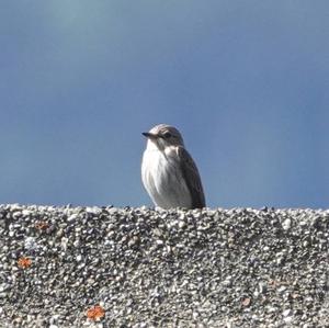 Spotted Flycatcher