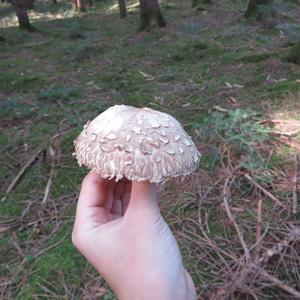 Parasol Mushroom