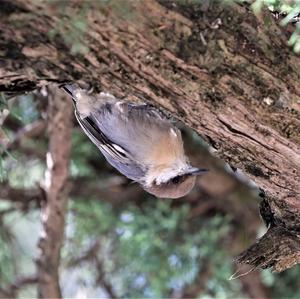 Brown-headed Nuthatch