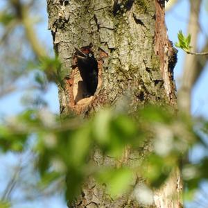 Black woodpecker