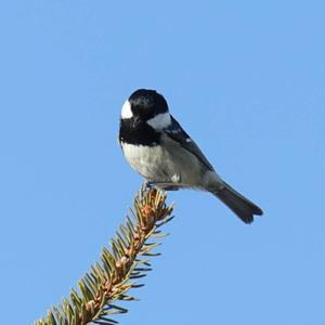 Coal Tit