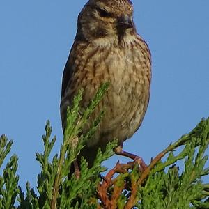 Eurasian Linnet