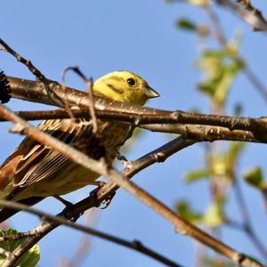 Yellowhammer