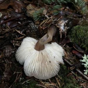 Fat-footed Clitocybe