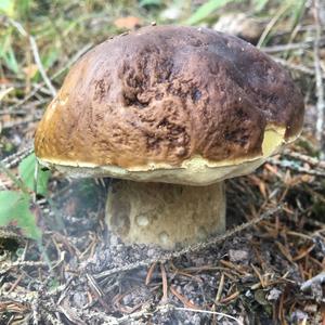 King Bolete