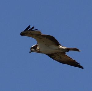 Osprey