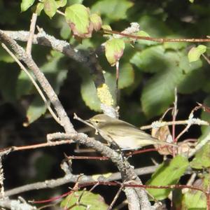 Willow Warbler