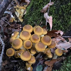 Honey Fungus