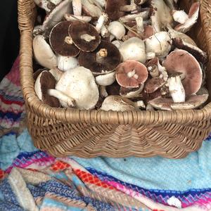 Meadow Agaric