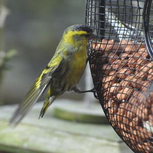 Eurasian Siskin