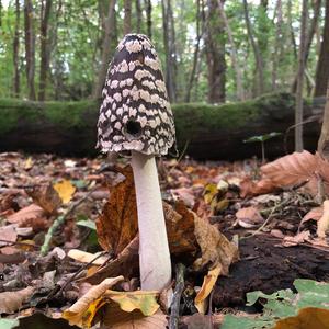 Magpie Ink-cap