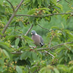 Common Wood-pigeon