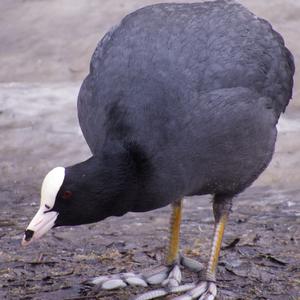 Common Coot