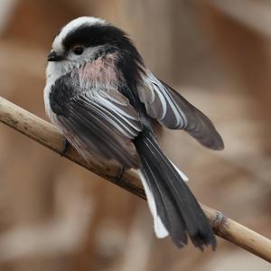 Long-tailed Tit