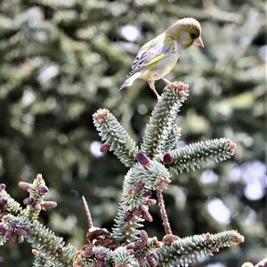 European Greenfinch