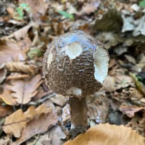 Shaggy Parasol